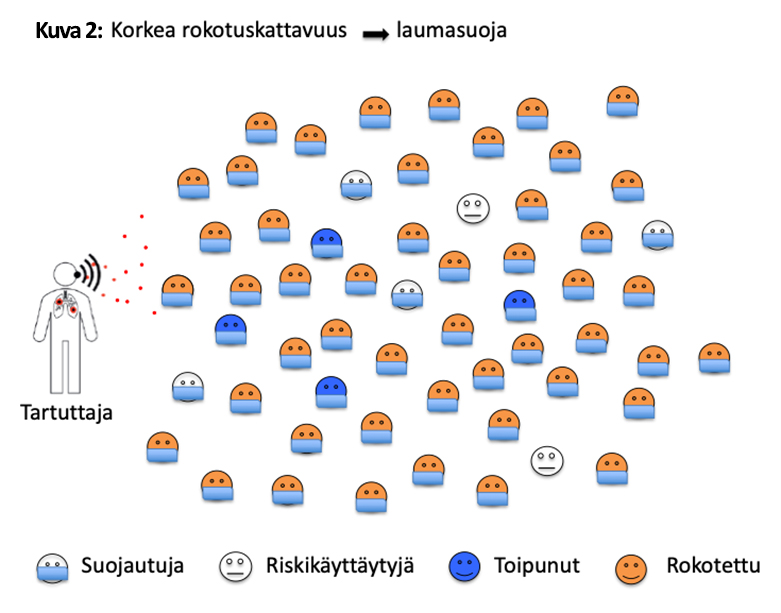 Korkea rokotuskattavuus -&gt; laumasuoja